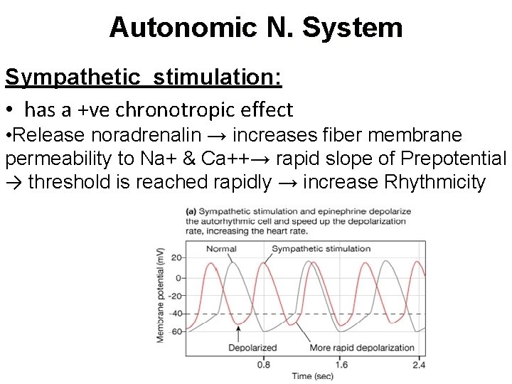 Autonomic N. System Sympathetic stimulation: • has a +ve chronotropic effect • Release noradrenalin