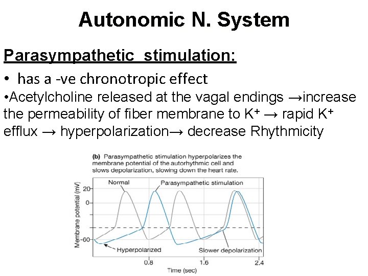 Autonomic N. System Parasympathetic stimulation: • has a -ve chronotropic effect • Acetylcholine released