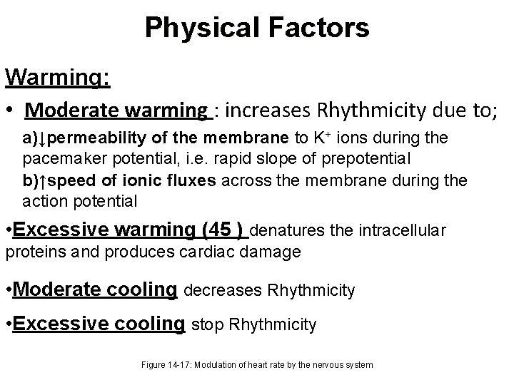 Physical Factors Warming: • Moderate warming : increases Rhythmicity due to; a)↓permeability of the