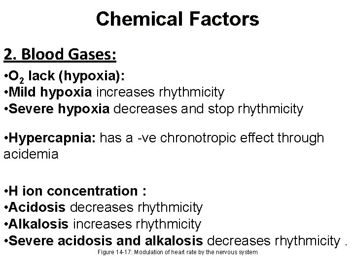 Chemical Factors 2. Blood Gases: • O 2 lack (hypoxia): • Mild hypoxia increases