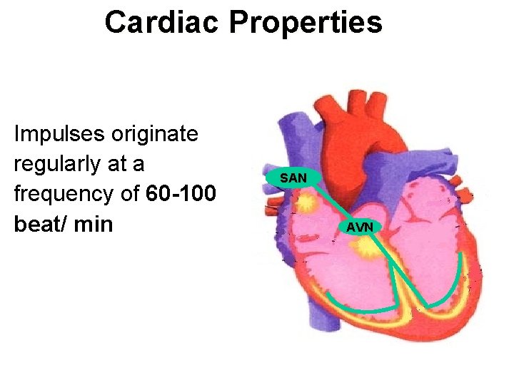 Cardiac Properties Impulses originate regularly at a frequency of 60 -100 beat/ min SAN