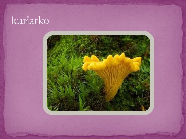 kuriatko kuriatko
