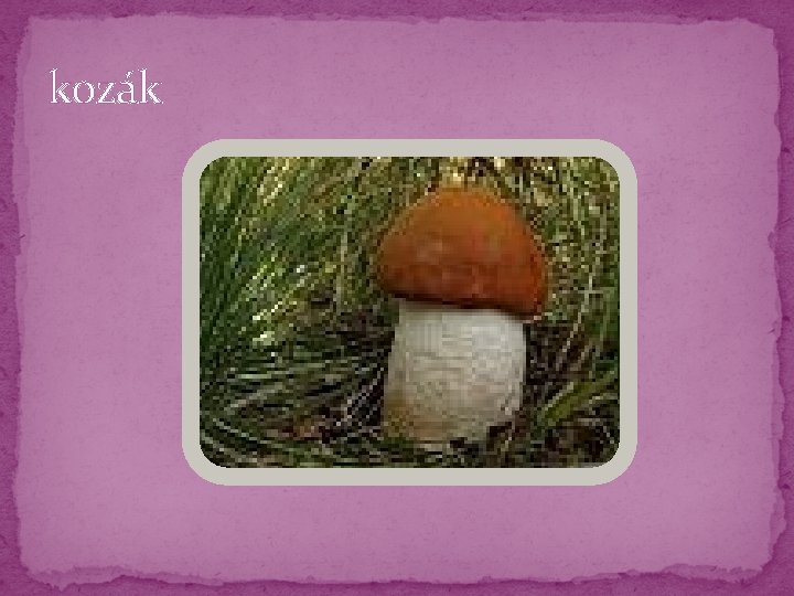kozák kozák