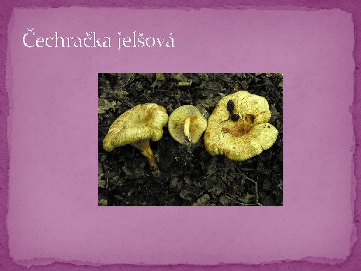 Čechračka jelšová Čechračka jelšová