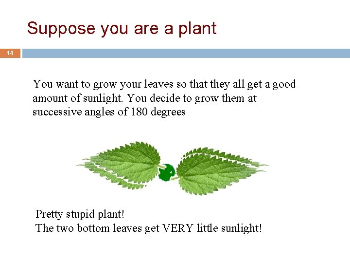 Suppose you are a plant 14 You want to grow your leaves so that