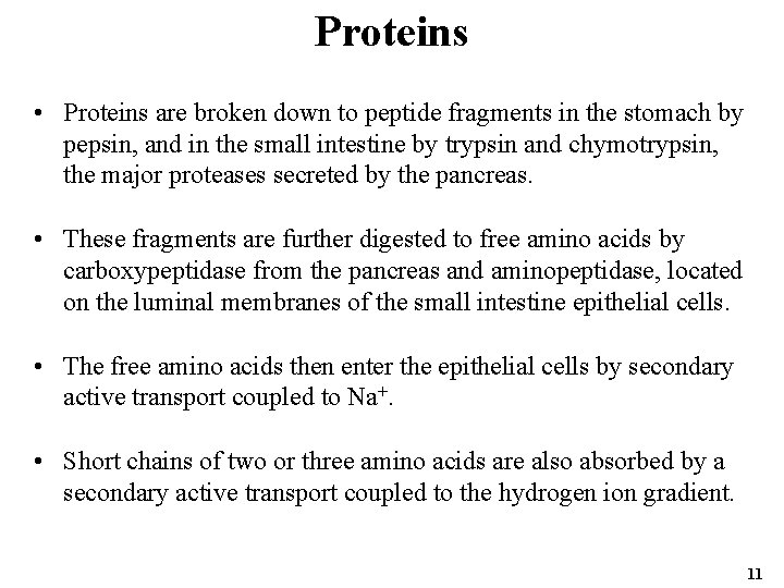 Proteins • Proteins are broken down to peptide fragments in the stomach by pepsin,