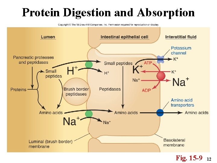 Protein Digestion and Absorption Fig. 15 -9 12 