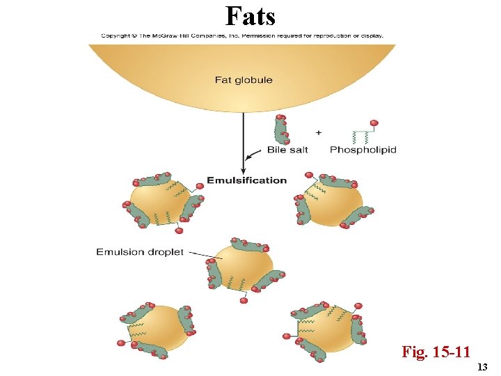 Fats Fig. 15 -11 13 