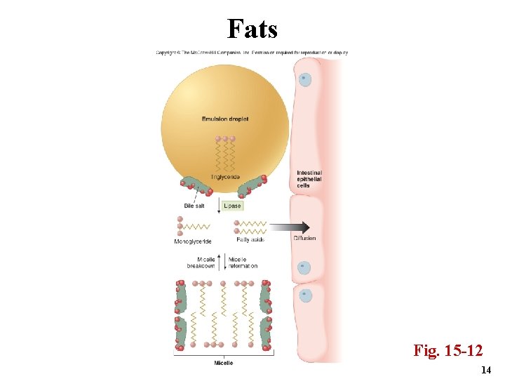 Fats Fig. 15 -12 14 