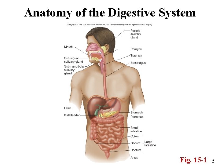 Anatomy of the Digestive System Fig. 15 -1 2 