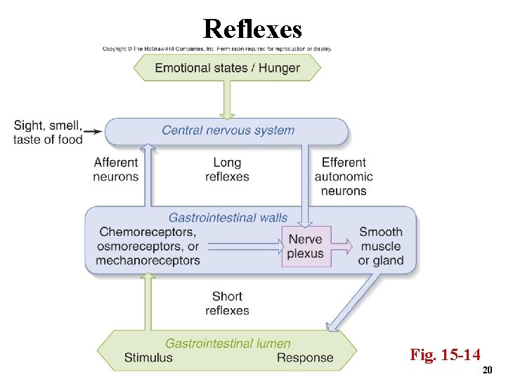 Reflexes Fig. 15 -14 20 