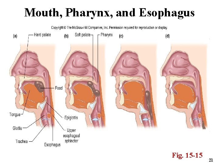 Mouth, Pharynx, and Esophagus Fig. 15 -15 21 