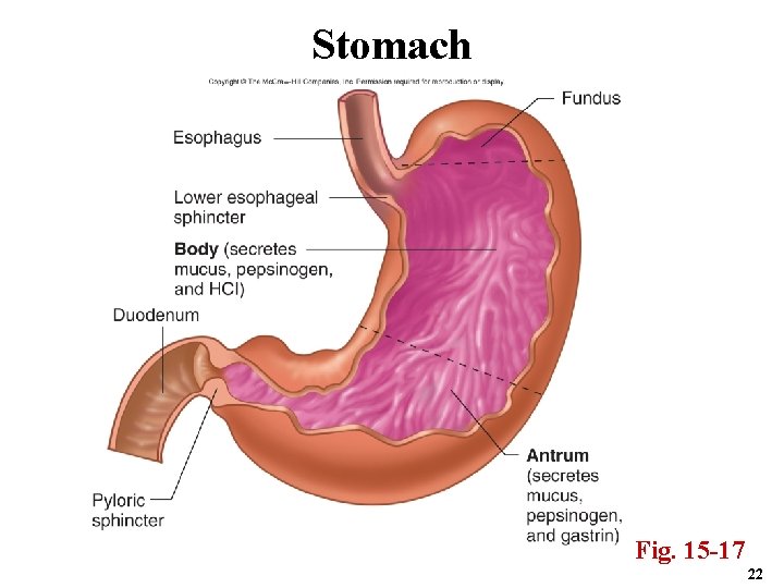 Stomach Fig. 15 -17 22 
