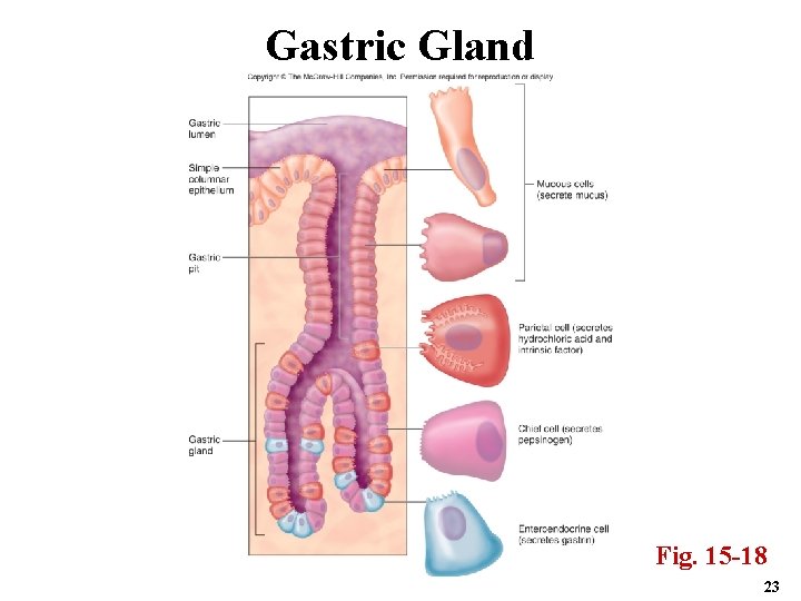 Gastric Gland Fig. 15 -18 23 