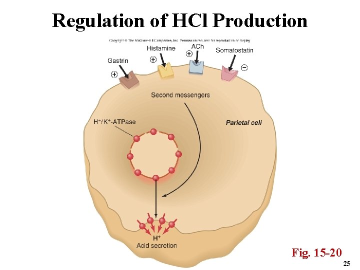Regulation of HCl Production Fig. 15 -20 25 