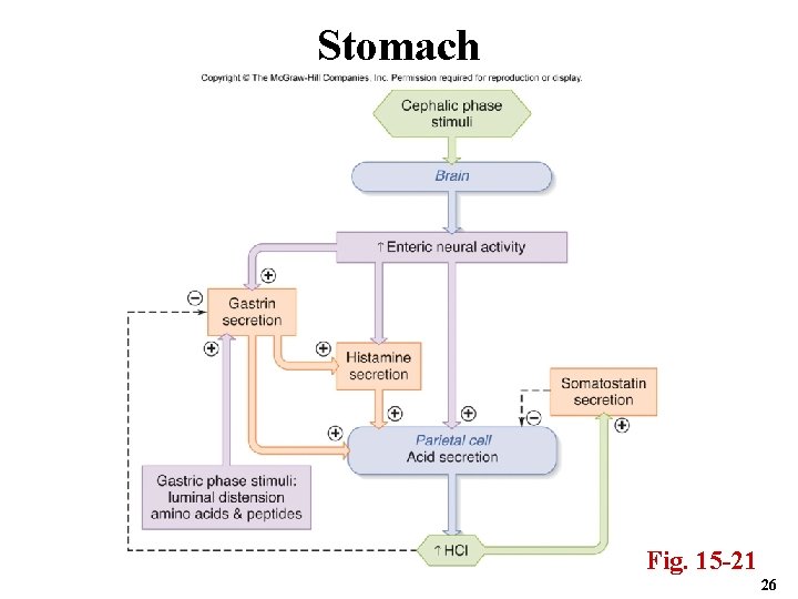 Stomach Fig. 15 -21 26 