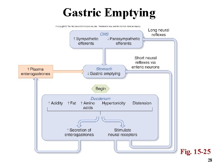 Gastric Emptying Fig. 15 -25 28 