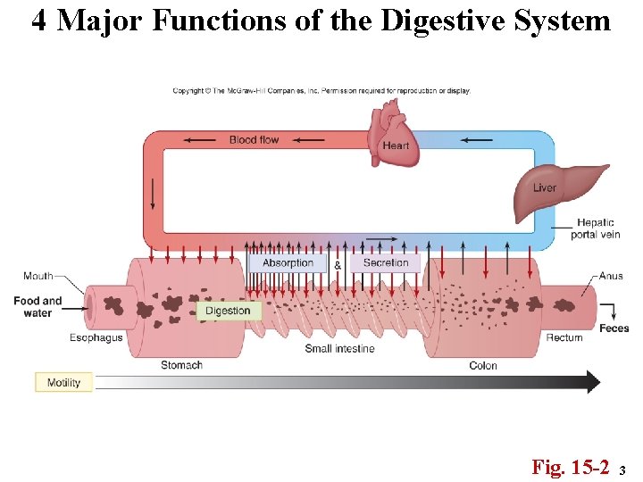 4 Major Functions of the Digestive System Fig. 15 -2 3 