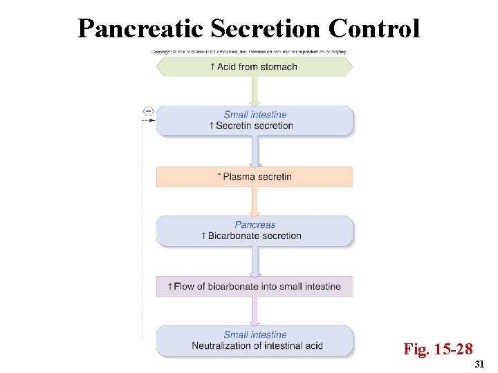 Pancreatic Secretion Control Fig. 15 -28 31 