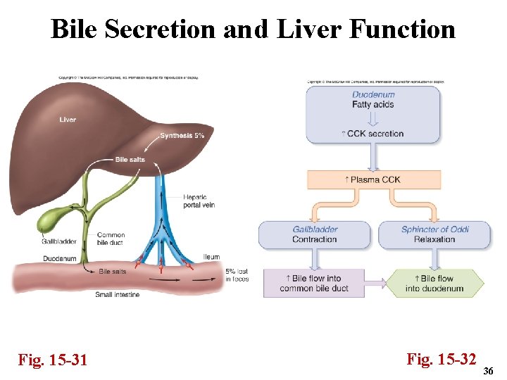 Bile Secretion and Liver Function Fig. 15 -31 Fig. 15 -32 36 