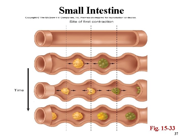 Small Intestine Fig. 15 -33 37 