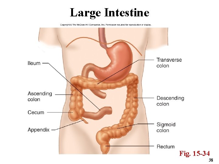 Large Intestine Fig. 15 -34 38 