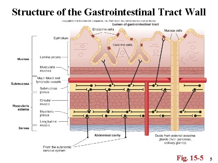 Structure of the Gastrointestinal Tract Wall Fig. 15 -5 5 