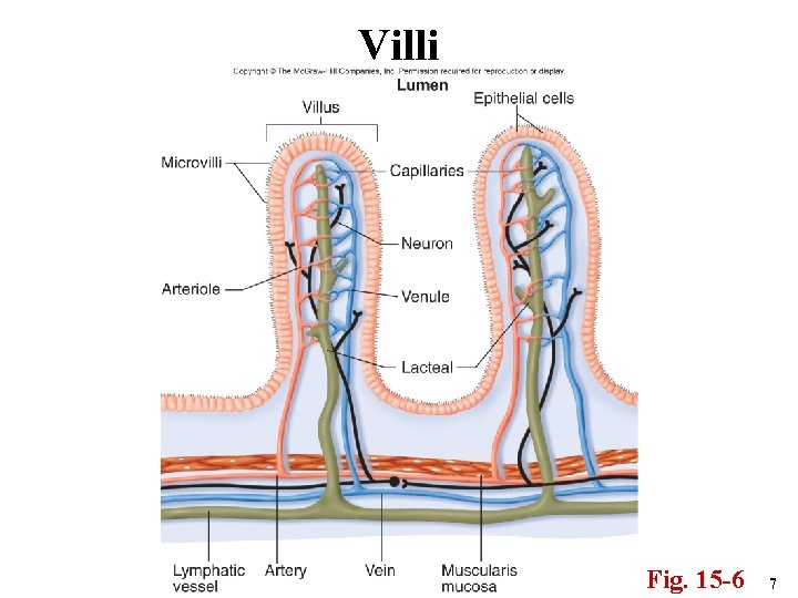 Villi Fig. 15 -6 7 