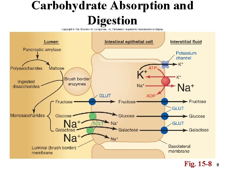 Carbohydrate Absorption and Digestion Fig. 15 -8 9 