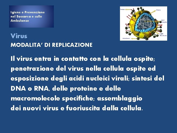 Igiene e Prevenzione nel Soccorso e sulle Ambulanze Virus MODALITA’ DI REPLICAZIONE Il virus