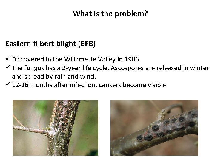 What is the problem? Eastern filbert blight (EFB) ü Discovered in the Willamette Valley