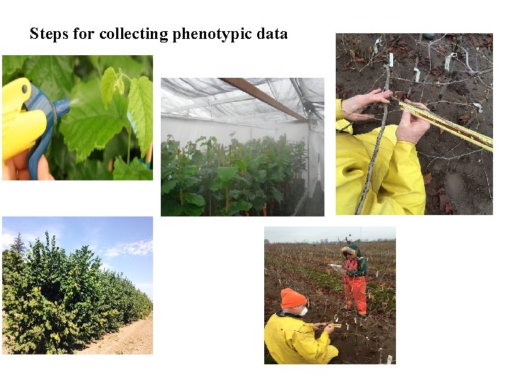 Steps for collecting phenotypic data 