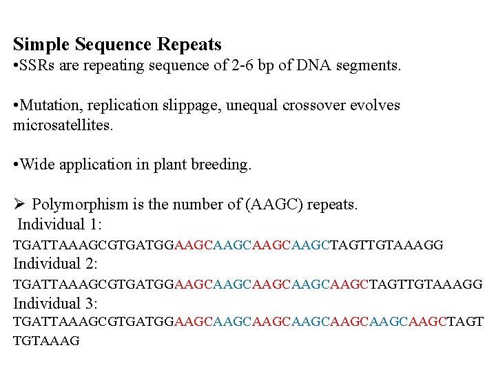 Simple Sequence Repeats • SSRs are repeating sequence of 2 -6 bp of DNA