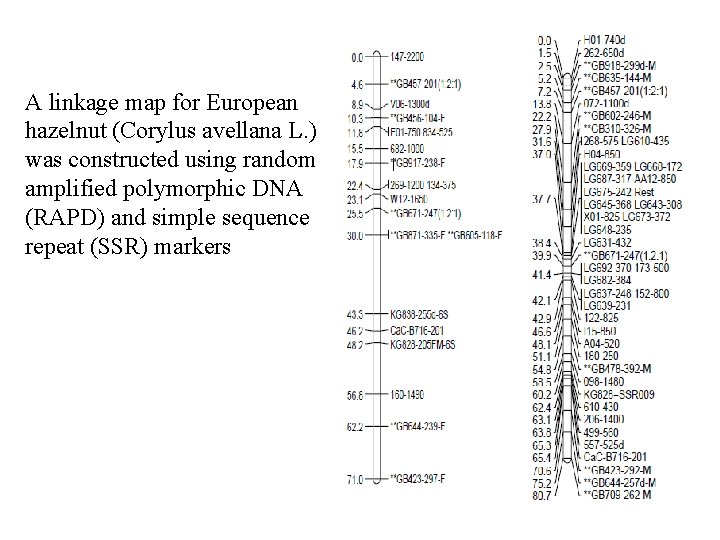 A linkage map for European hazelnut (Corylus avellana L. ) was constructed using random