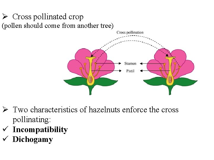Ø Cross pollinated crop (pollen should come from another tree) Ø Two characteristics of