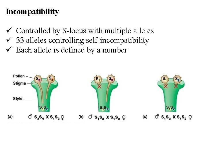 Incompatibility ü Controlled by S-locus with multiple alleles ü 33 alleles controlling self-incompatibility ü