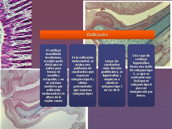 Osificación El cartílago mandibular involuciona, excepto parte distal que se osifica para formar el