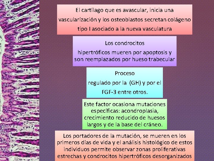 El cartílago que es avascular, inicia una vascularízación y los osteoblastos secretan colágeno tipo