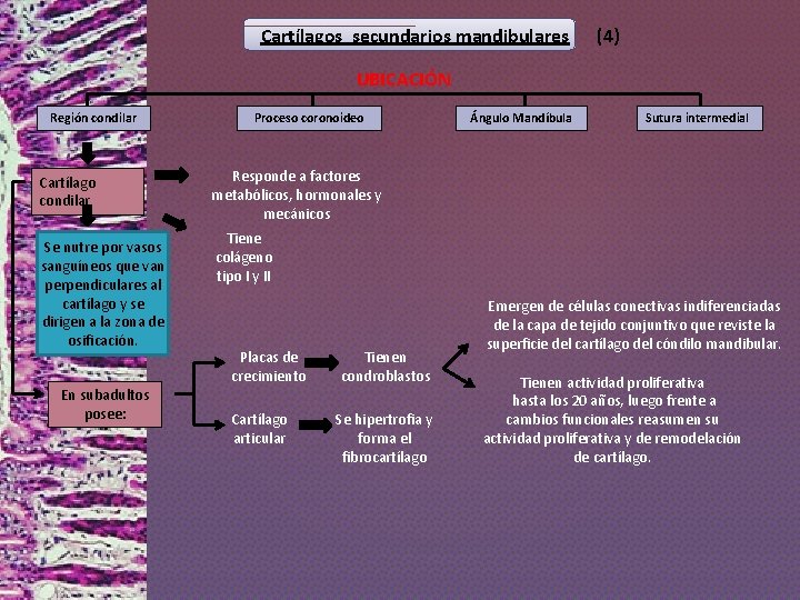 Cartílagos secundarios mandibulares (4) UBICACIÓN Región condilar Cartílago condilar Se nutre por vasos sanguíneos