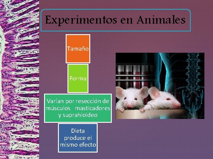 Experimentos en Animales Tamaño Forma Varían por resección de músculos masticadores y suprahioideo Dieta