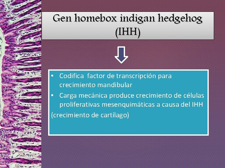 Gen homebox indigan hedgehog (IHH) • Codifica factor de transcripción para crecimiento mandibular •