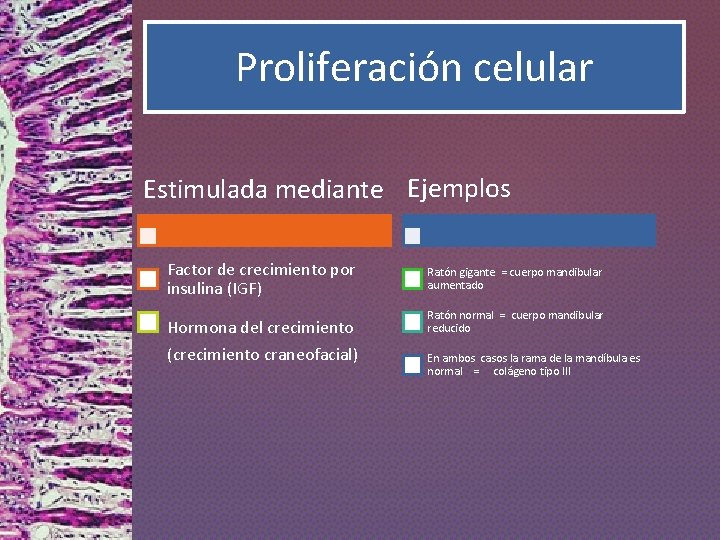 Proliferación celular Estimulada mediante Ejemplos Factor de crecimiento por insulina (IGF) Ratón gigante =