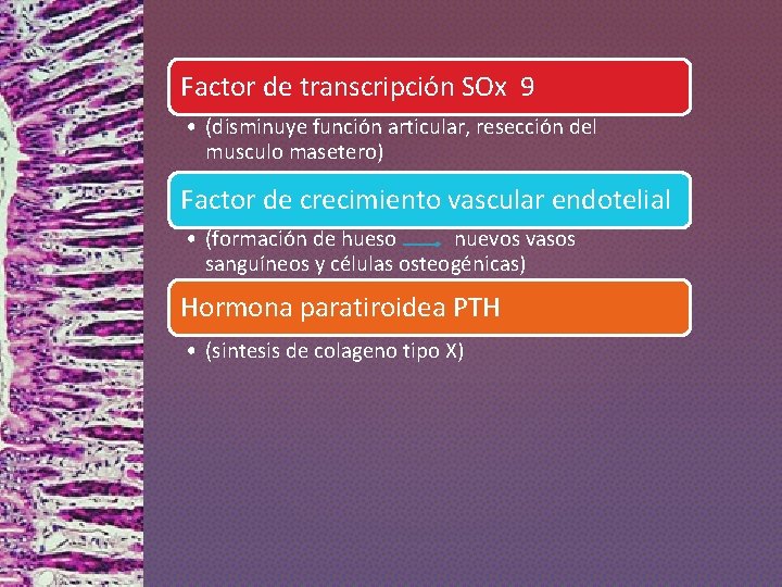 Factor de transcripción SOx 9 • (disminuye función articular, resección del musculo masetero) Factor
