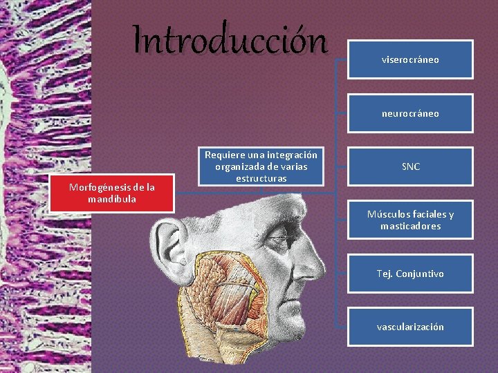 Introducción viserocráneo neurocráneo Morfogénesis de la mandíbula Requiere una integración organizada de varias estructuras