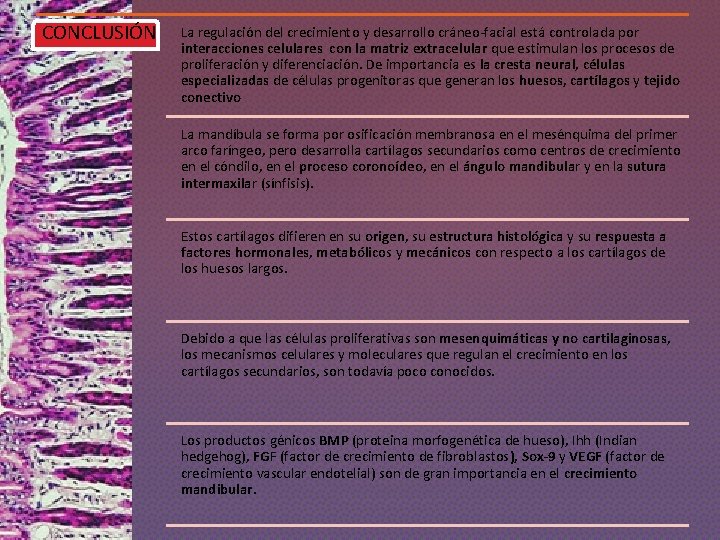 CONCLUSIÓN La regulación del crecimiento y desarrollo cráneo-facial está controlada por interacciones celulares con