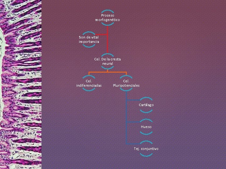 Proceso morfogenético Son de vital importancia Cel. De la cresta neural Cel. indiferenciadas Cel.