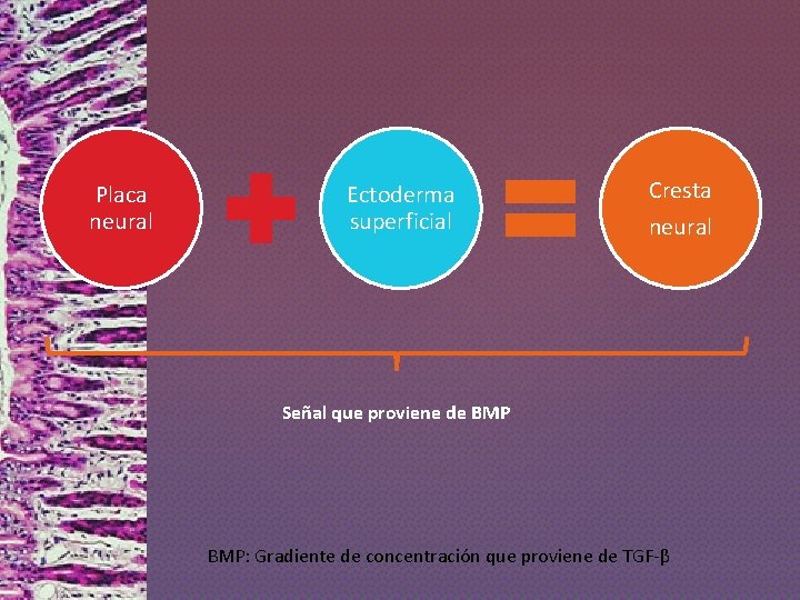 Placa neural Ectoderma superficial Cresta neural Señal que proviene de BMP: Gradiente de concentración