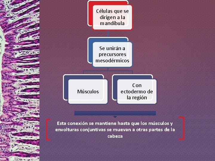 Células que se dirigen a la mandíbula Se unirán a precursores mesodérmicos Músculos Con