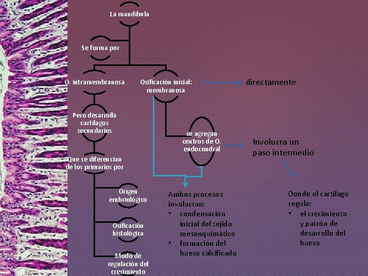 La mandíbula Se forma por O. intramembranosa Osificación inicial: membranosa Pero desarrolla cartílagos secundarios