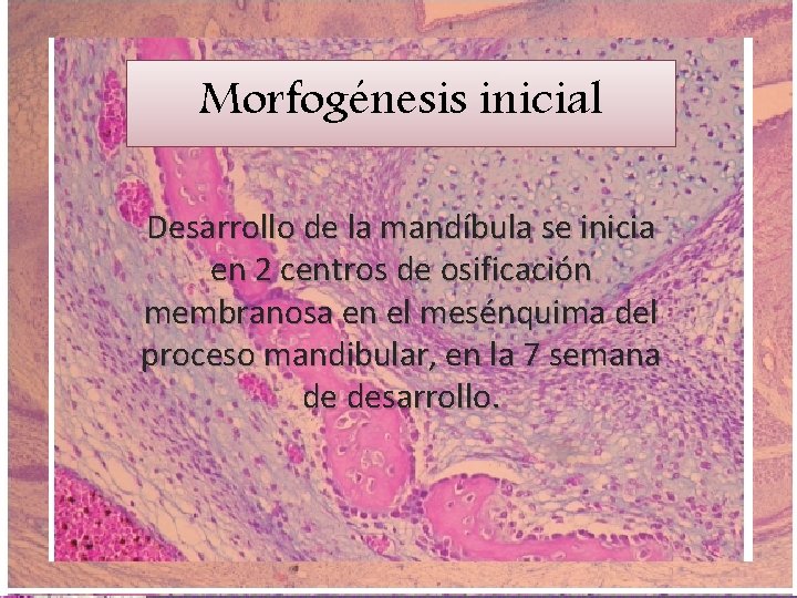 Morfogénesis inicial Desarrollo de la mandíbula se inicia en 2 centros de osificación membranosa